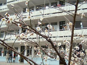 校园梅香