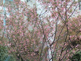 樱花开　校园春