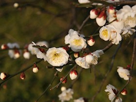 校园春色-梅花