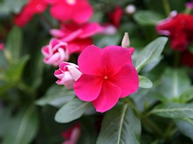 校园花草
