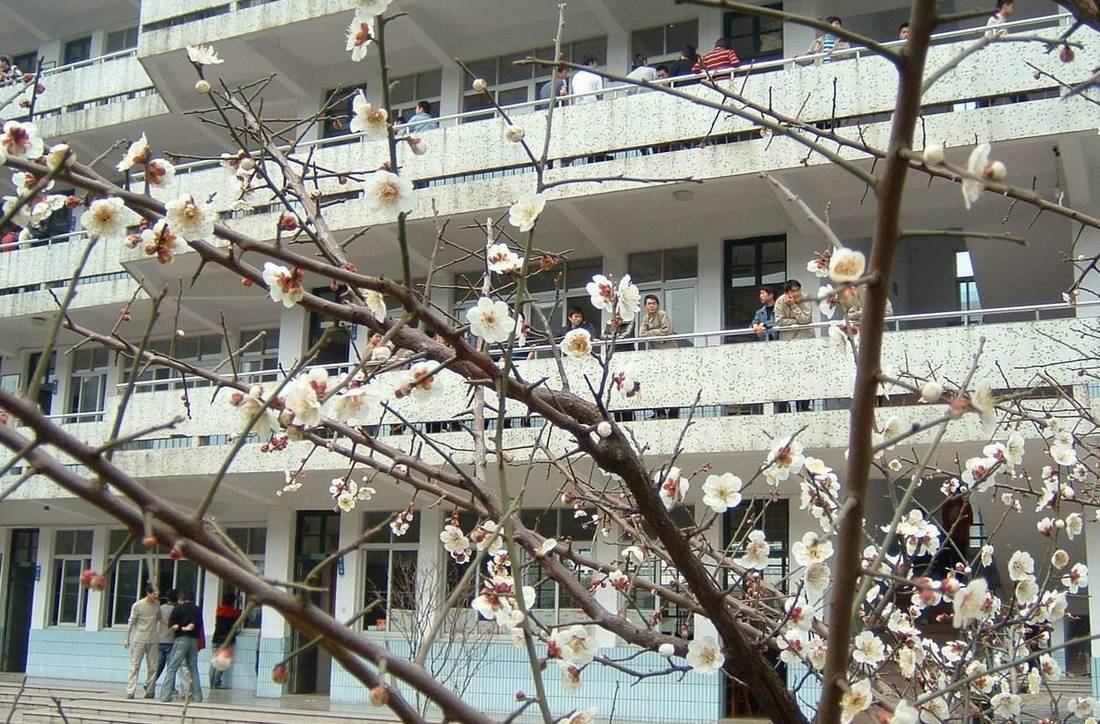 校园梅香