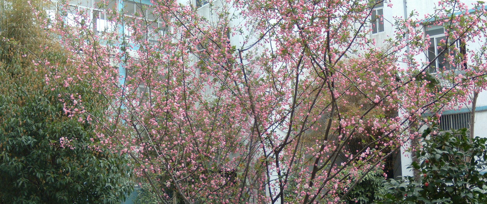 樱花开　校园春